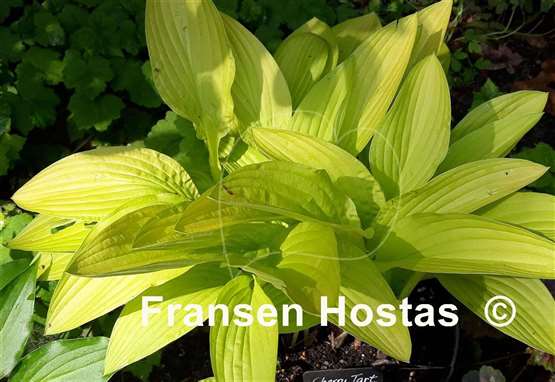 Hosta cherry tart